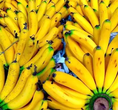 banana guadalupe martinica 34864 w600 e1732529458218